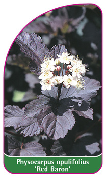 Physocarpus opulifolius "Red Baron