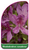 Rhododendron canadense