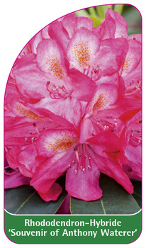 Rhododendron-Hybride 'Souvenir of Anthony Waterer'