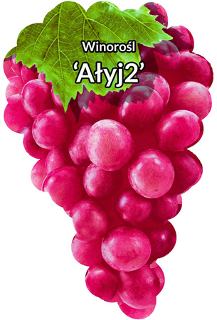 Winorośl Ałyj2