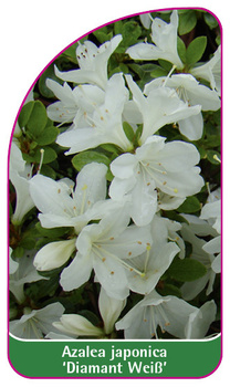 Azalea japonica 'Diamant Weiß'