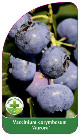 Vaccinium corymbosum 'Aurora'