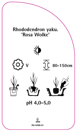 Rhododendron yakushimanum 'Rosa Wolke'