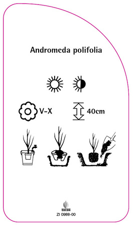 Andromeda polifolia