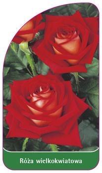 Róza wielkokwiatowa Nr. 229