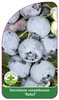 Vaccinium corymbosum "Rubel