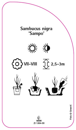 Sambucus nigra 'Sampo'