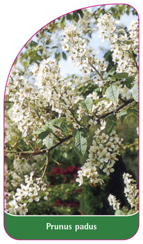 Prunus padus