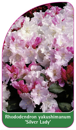 Rhododendron yakushimanum 'Silver Lady'