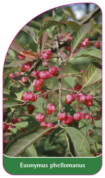 Euonymus phellomanus