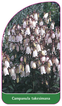 Campanula takesimana