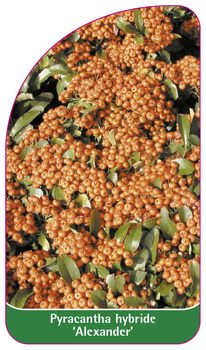 Pyracantha hybride 'Alexander'
