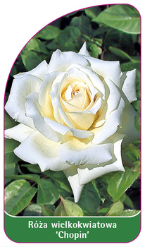 Róza wielkokwiatowa 'Chopin' Nr. 506