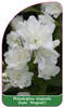 Philadelphus virginalis (hybr. 'Virginal')