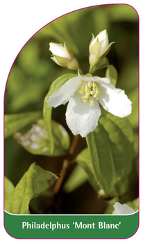 Philadelphus 'Mont Blanc'