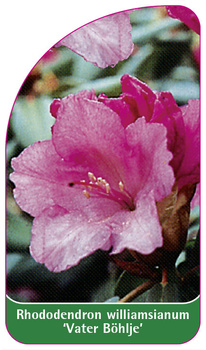 Rhododendron williamsianum 'Vater Böhlje'