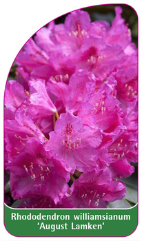 Rhododendron williamsianum 'August Lamken'