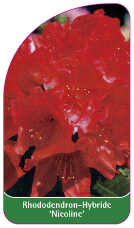 Rhododendron-Hybride 'Nicoline'