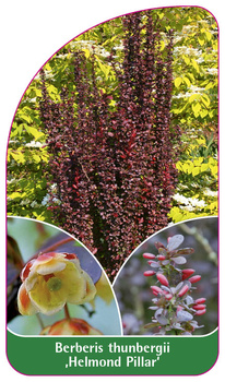 Berberis thunbergii 'Helmond Pillar'