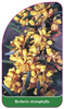 Berberis stenophylla