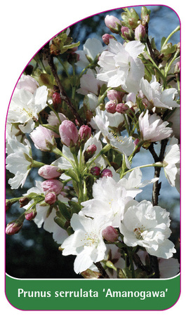 Prunus serrulata 'Amanogawa'