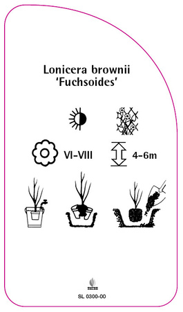 Lonicera brownii 'Fuchsoides'