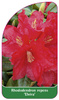 Rhododendron repens 'Elvira'