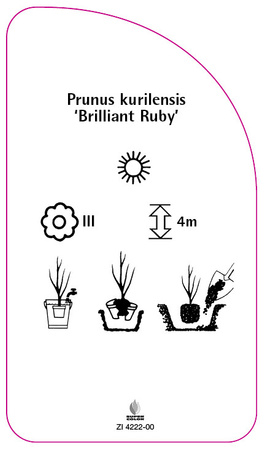 Prunus kurilensis 'Brilliant Ruby'