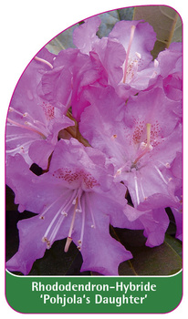 Rhododendron-Hybride 'Pohjola's Daughter'