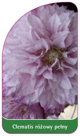 Clematis roz plin