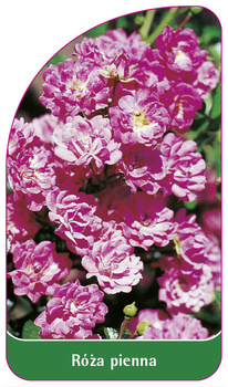 Róza pienna Nr. 63