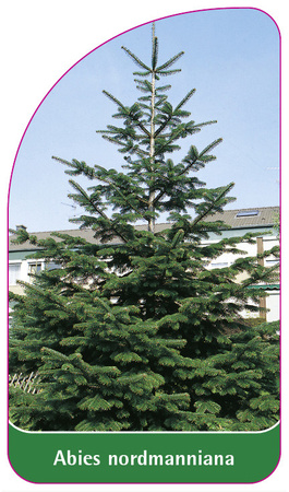 Abies normanniana