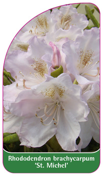 Rhododendron brachycarpum 'St. Michael'