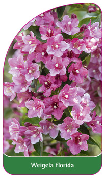 Weigela florida