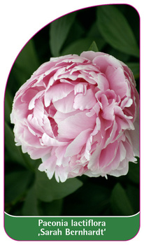 Paeonia lactiflora ,Sarah Bernhardt'