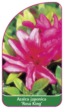 Azalea japonica 'Rosa King'