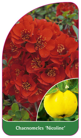 Chaenomeles 'Nicoline'