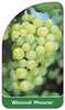 Winorośl 'Phoenix'