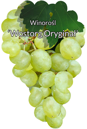 Winorośl Wostorg Oryginał