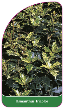 Osmanthus tricolor