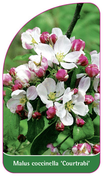 Malus coccinella 'Courtrabi'