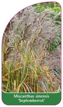 Miscanthus sinensis 'Septemberrot'