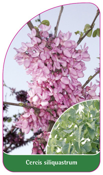Cercis siliquastrum