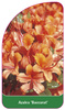 Azalea 'Baccarat'