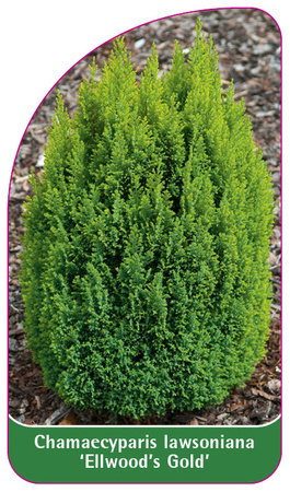 Chamaecyparis Iawsoniana 'Ellwood's Gold'