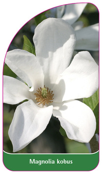 Magnolia kobus