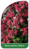 Spiraea japonica 'Bullata'