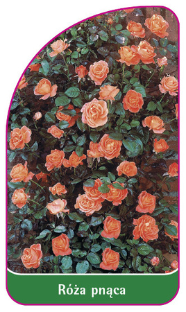 Róza pnaca Nr. 315 B