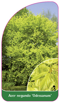 Acer negundo 'Odessanum'