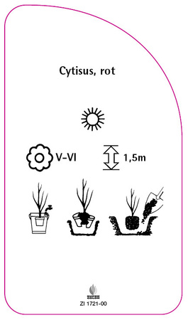 Cytisus, rot